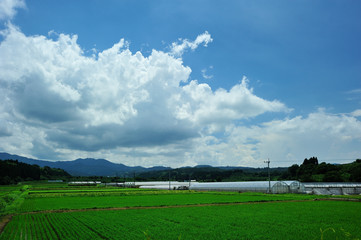 夏の雲