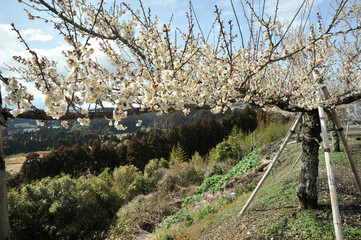 Fototapeta na wymiar 黒北の桜
