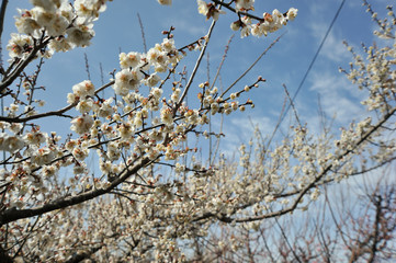 黒北の桜