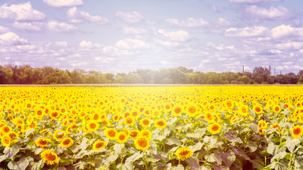 Sunflowers are blooming in a field at early fall	