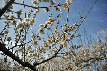 黒北の桜