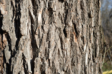The bark of an old tree lit by the sun closeup. Abstract natural background