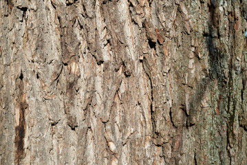 The bark of an old tree lit by the sun closeup. Abstract natural background