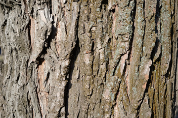 The bark of an old tree lit by the sun closeup. Abstract natural background
