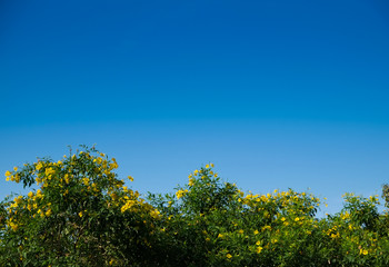 Obraz premium Yellow flowers and green leaves branch on blue sky background. copy space