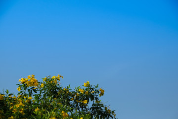 Obraz premium Yellow flowers and green leaves branch on blue sky background. copy space