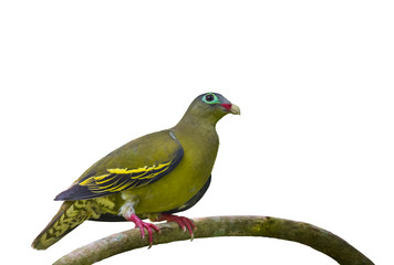 Green pigeons on a branch on a white background.