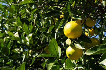 ブンタン　文旦