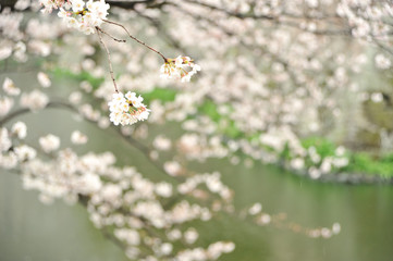 大分城の桜