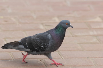pigeon in the park