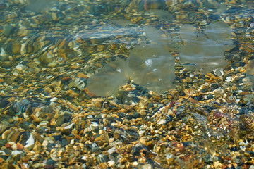 Small sea jellyfish. Jellyfish swim in sea water.