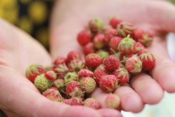 raspberries in hands