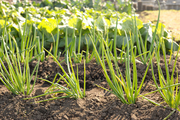 Obraz premium ねぎ