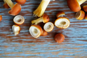 selection of natural exotic mushrooms