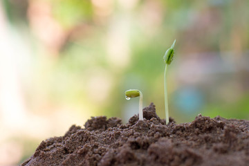 Sapling growing from the ground