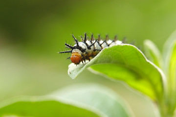 Caterpillar