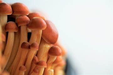group of exotic mushroons on white background