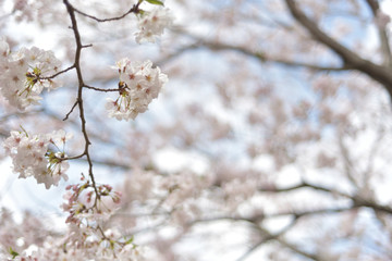 桜
