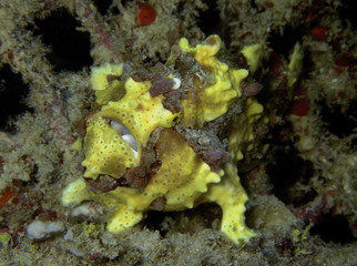 Closeup with Giant Frogfish during a leisure dive in Mabul Island, Semporna. Tawau, Sabah. Malaysia, Borneo. The Land Below The Wind.