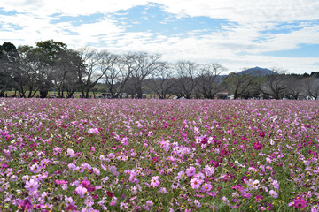 西都原のコスモス