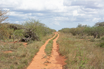 dirt track heading into the bush near tsavo kenya