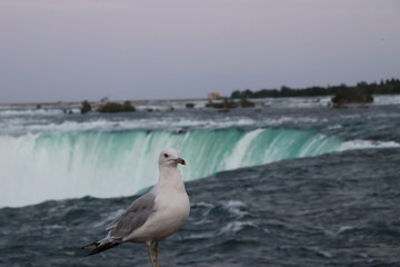 seagull on niagara falls