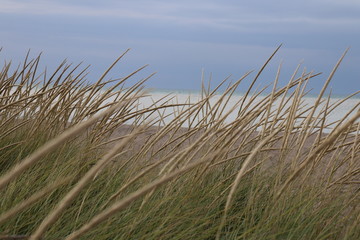 Fototapeta premium grass and blue sky