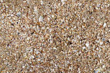 Sand with sea shells on beach for backgroung.