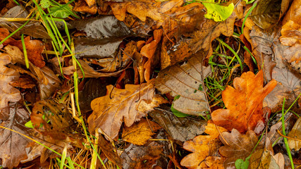 Nice autumn leafage - abstract natural background
