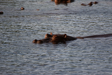 hippo heads at mzima springs in kenya