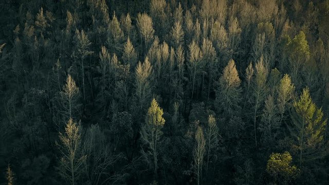 Aerial of forest regrowth after been decimated by Wildfires that spread through Sonoma Country in 2017.  Santa Rosa, California, USA