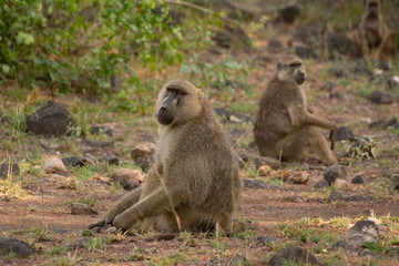 baboons sitting on the ground looking at you