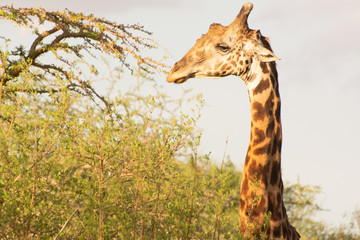 giraffe and acacia tree portrait in tsavo kenya