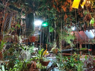 Beautiful indoor garden with dim lights indoor decoration in Kota Kinabalu, Sabah. Borneo, The Land...