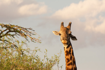 giraffe and acacia tree portrait in tsavo kenya