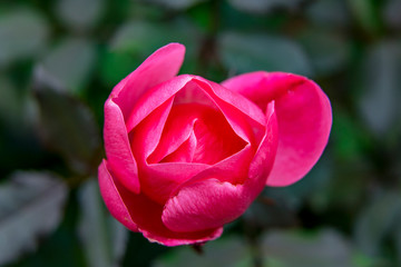 Pink Hybrid Tea Rose Blooming Macro Washington