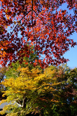 楓の紅葉　--平林寺、新座市、埼玉県、日本