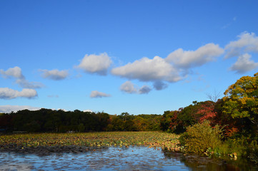 Obraz na płótnie Canvas 紅葉した木々に囲まれたハス池の上に、冬の雲が浮かぶ青空が広がっている風景