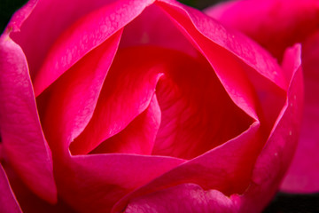 Obraz na płótnie Canvas Pink Hybrid Tea Rose Blooming Macro Washington