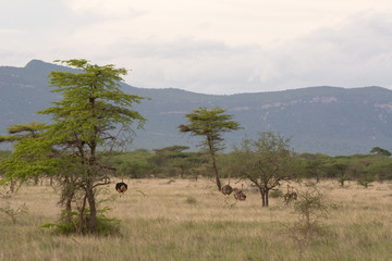 ostrich running through a grassland near tsavo kenya