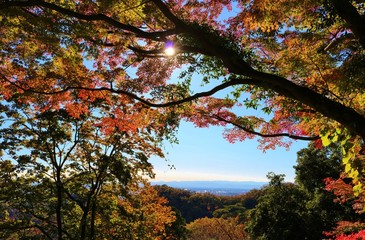 秋　紅葉　空　風景　杤木
