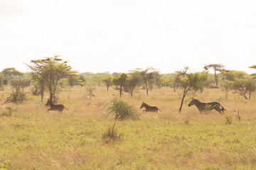 Fototapeta na wymiar zebra in a grassy meadow near tsavo kenya