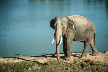 Surin elephant village  tourist destination in thailand