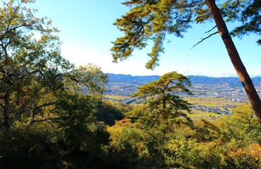 秋　風景　山　杤木