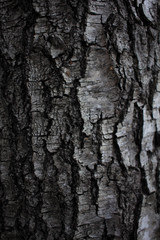Fototapeta premium wood birch texture birch bark in macro for screensaver or background black and white birch bark tree bark birch