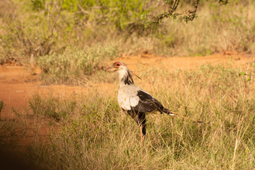 secretary bird in tsavo kenya