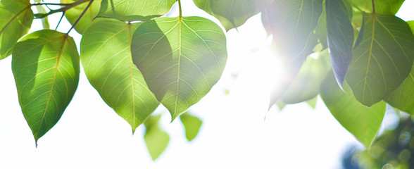 Leaves and sunlight on sky background with copy space