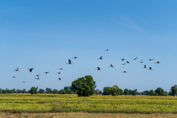 birds flying through rice fields  in Surin thailand