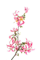 Fototapeta na wymiar silk floss tree flower isolated on white background