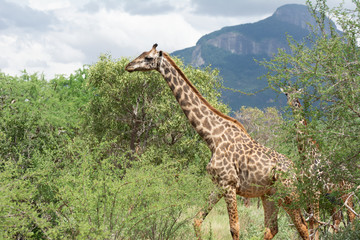 giraffe in tsavo kenya among acacia trees